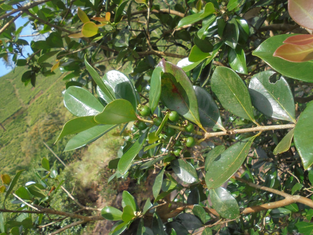 Psidium cattleyanum Sabine